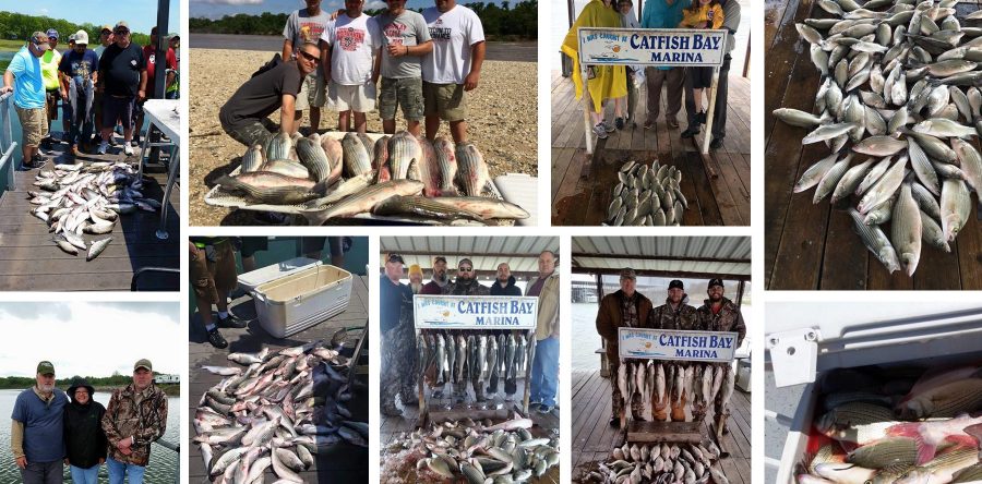 Striper Fishing Gallery